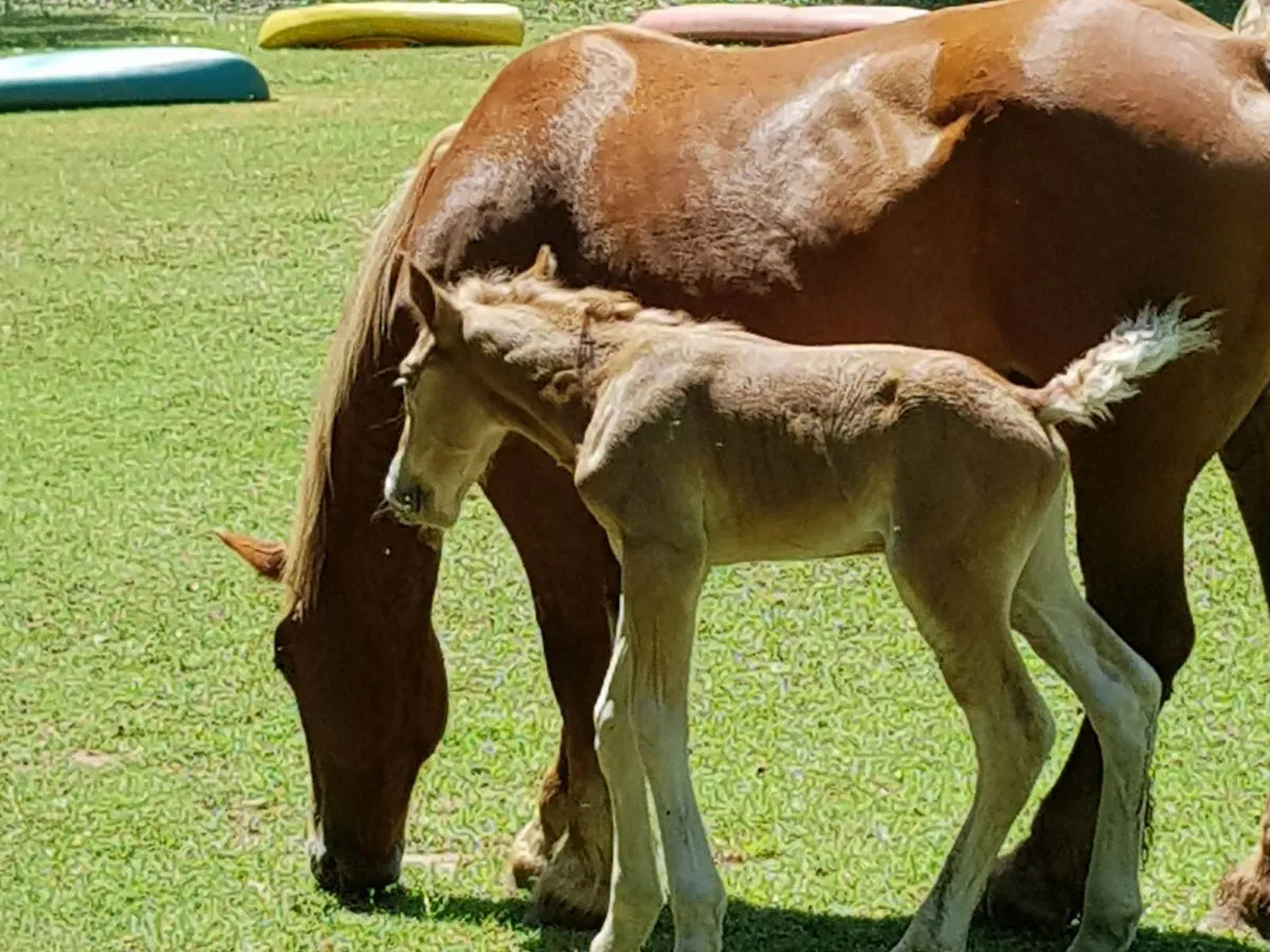 Fotografia de El Gurri Xic